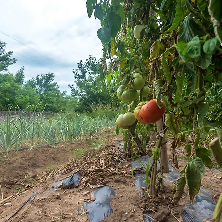 Farm stay Eco Village Skadar Lake Podgorica