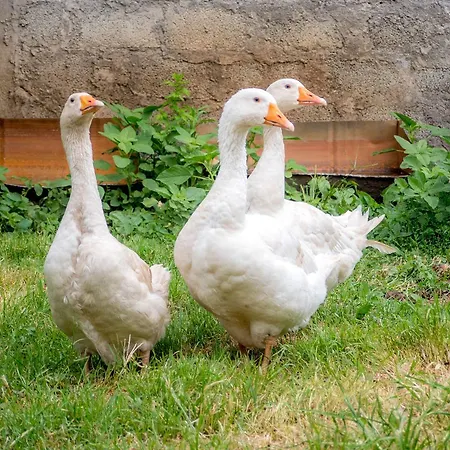 Eco Village Skadar Lake Lantgård