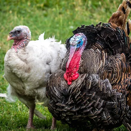 Eco Village Skadar Lake Farm stay *